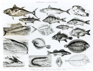 Ichtiologia Ryby kostnoszkieletowe